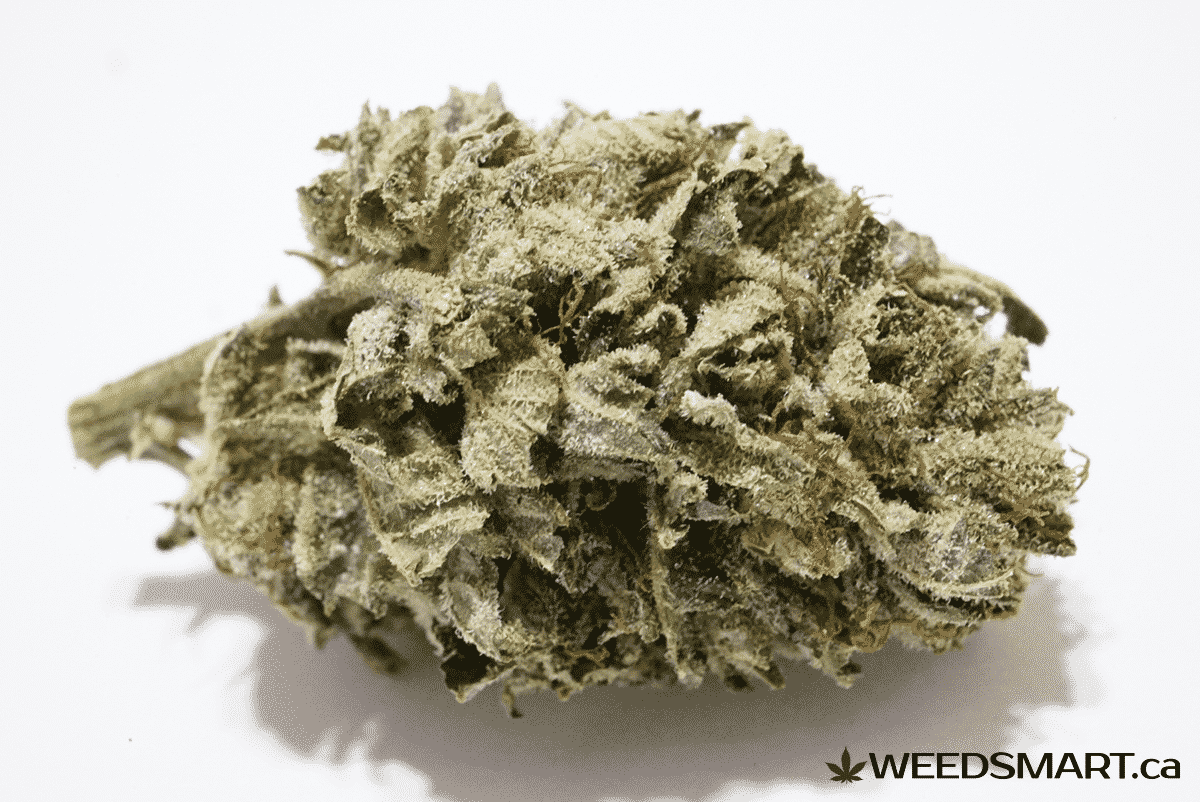 weedsmart_image_critical cure strain