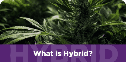What is Hybrid
