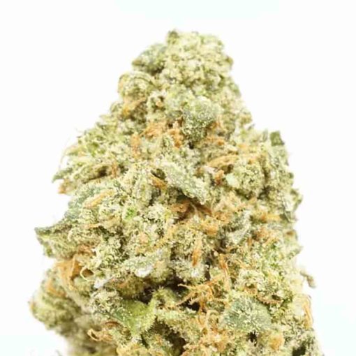 weedsmart_image_Rockstar Master Kush Strain 2