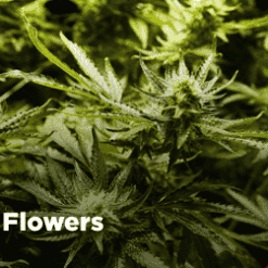 weedsmart_image_Buy Marijuana Online