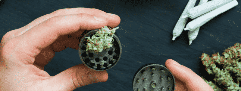 Grind or Cut the Marijuana