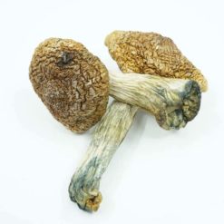 weedsmart_image_Psilocybe Semilanceata Mushroom