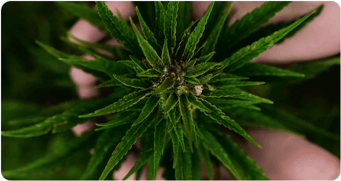 weedsmart_image_Buy marijuana online