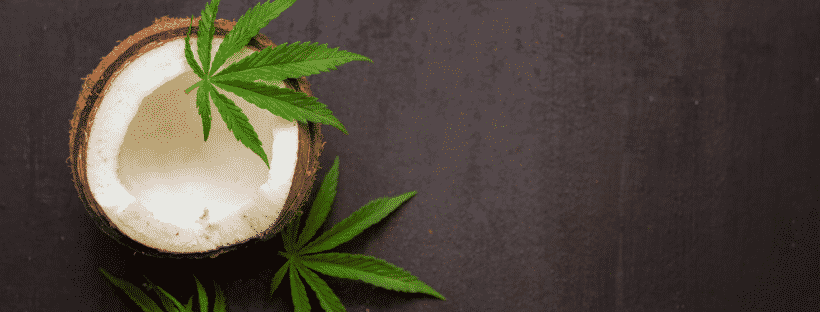 Making Your Own Cannabis Coconut Oil