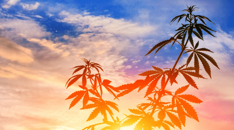 weedsmart_image_4 Ways to Enjoy Cannabis During the Summer