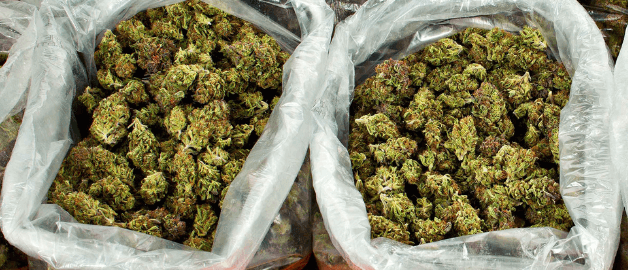 What is Bulk Weed? Benefits of Wholesale Cannabis