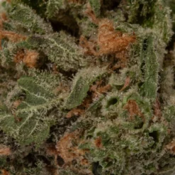 weedsmart_image_Hell Fire OG (AA/Popcorn) weedsmart_image_Hell Fire OG (AA/Popcorn)