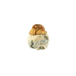 weedsmart_image_texas-yellow-cap weedsmart_image_texas-yellow-cap