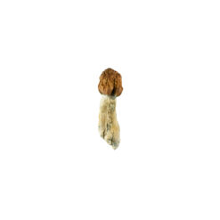 weedsmart_image_vietnamese-cubensis weedsmart_image_vietnamese-cubensis