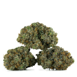 weedsmart_image_Coastal Pink Kush weedsmart_image_Coastal Pink Kush