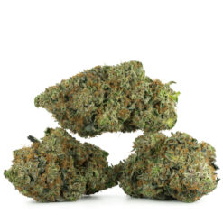 weedsmart_image_Comatose-OG-Strain-Multi weedsmart_image_Comatose-OG-Strain-Multi