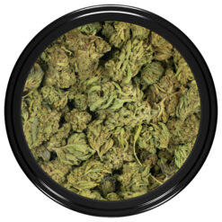 weedsmart_image_Shiva Skunk weedsmart_image_Shiva Skunk